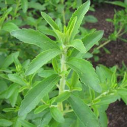 Stevia Hierba dulce